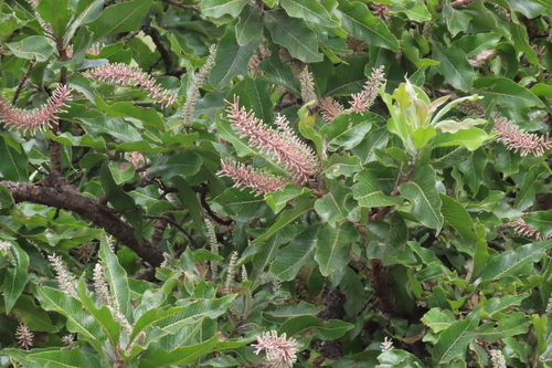 Faurea rochetiana, photograph 6
