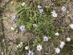 Phyllopodium cuneifolium