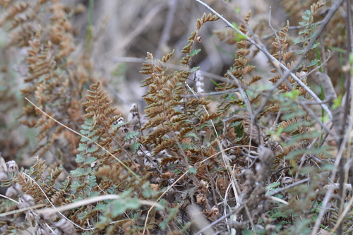 Hardy cloak fern (Paragymnopteris marantae)