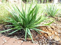 Tulbaghia simmleri