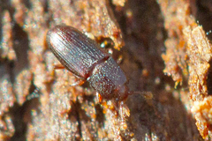 Cerylonidae