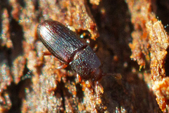 Cerylonidae