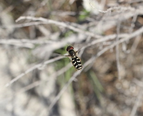 Unknown species found near Riverside, California, United States