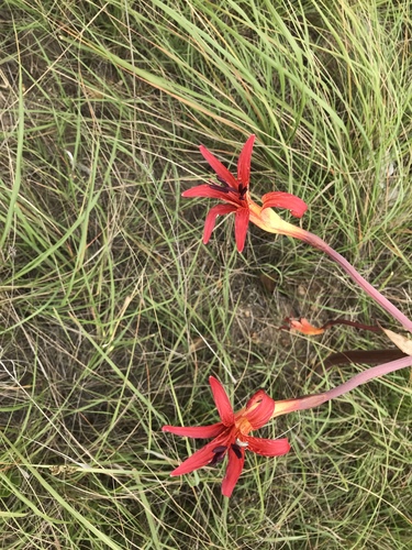 Brunsvigia litoralis