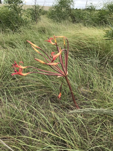 Brunsvigia litoralis