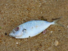 Leiognathidae
