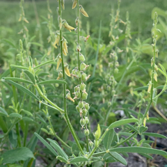 Crotalaria sphaerocarpa sphaerocarpa