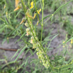 Crotalaria sphaerocarpa sphaerocarpa