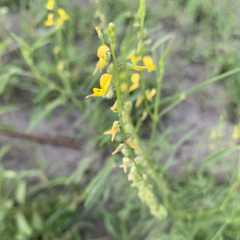 Crotalaria sphaerocarpa sphaerocarpa