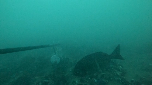 Spondyliosoma cantharus
