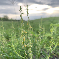 Crotalaria sphaerocarpa sphaerocarpa