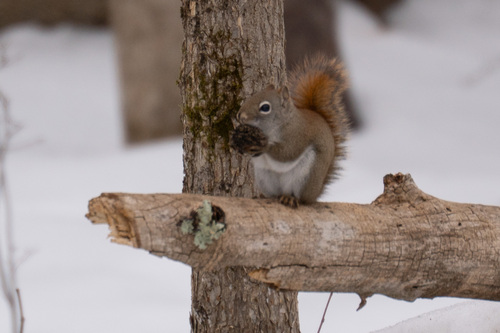 American Red Squirrel photographed in New Hampshire