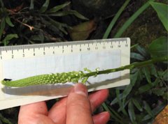 Goodyera procera