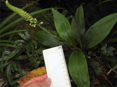 Goodyera procera