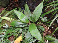 Goodyera procera