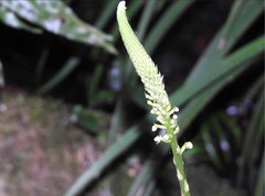 Goodyera procera