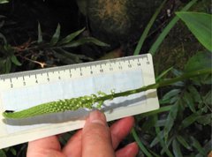 Goodyera procera