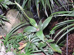 Goodyera procera