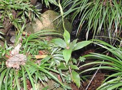 Goodyera procera