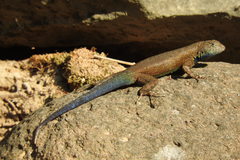 Sceloporus gadoviae