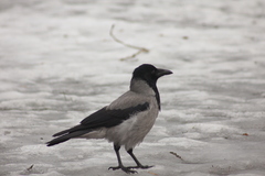 Corvus cornix
