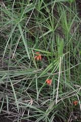 Cyrtanthus brachyscyphus