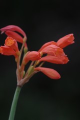 Cyrtanthus brachyscyphus