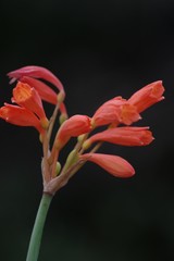 Cyrtanthus brachyscyphus