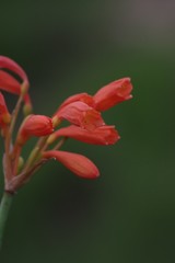 Cyrtanthus brachyscyphus