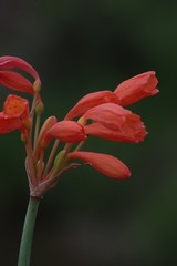 Cyrtanthus brachyscyphus
