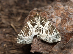 Eustroma reticulata