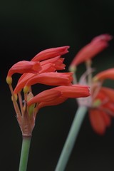 Cyrtanthus brachyscyphus