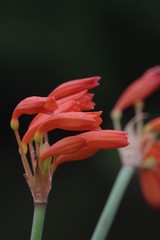 Cyrtanthus brachyscyphus