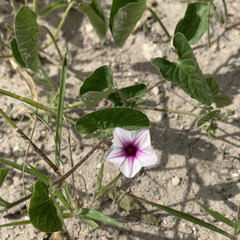 Ipomoea sinensis blepharosepala