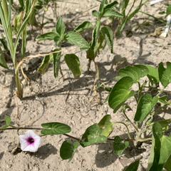 Ipomoea sinensis blepharosepala