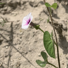 Ipomoea sinensis blepharosepala
