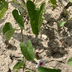 Ipomoea sinensis blepharosepala