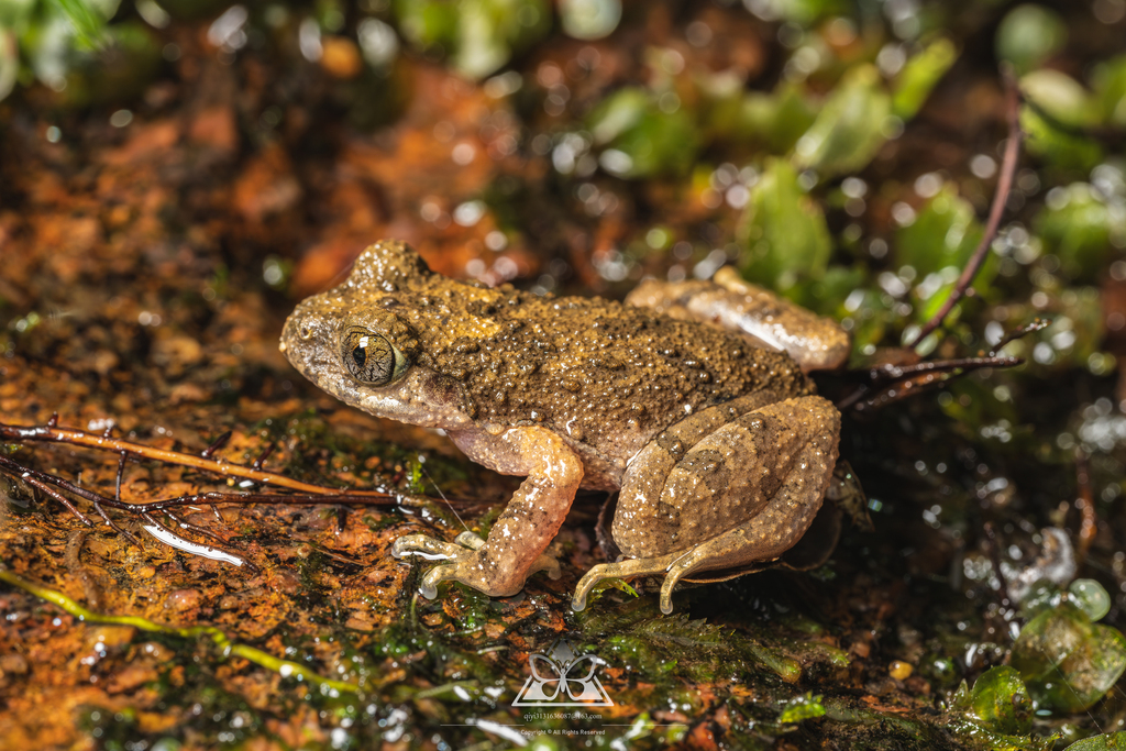 Foshan Leaf Litter Toad