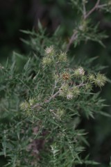 Berkheya bipinnatifida bipinnatifida