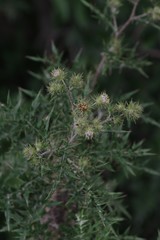 Berkheya bipinnatifida bipinnatifida