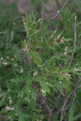Berkheya bipinnatifida bipinnatifida