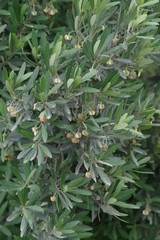 Diospyros dichrophylla