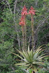 Aloe lineata