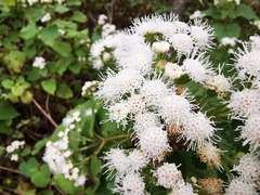 Ageratina petiolaris