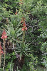 Aloe lineata