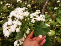 Ageratina petiolaris