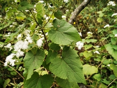 Ageratina petiolaris