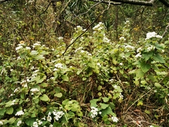 Ageratina petiolaris