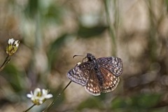 Erynnis persius