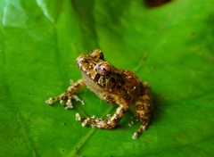 San Martin Robber Frog photo 3